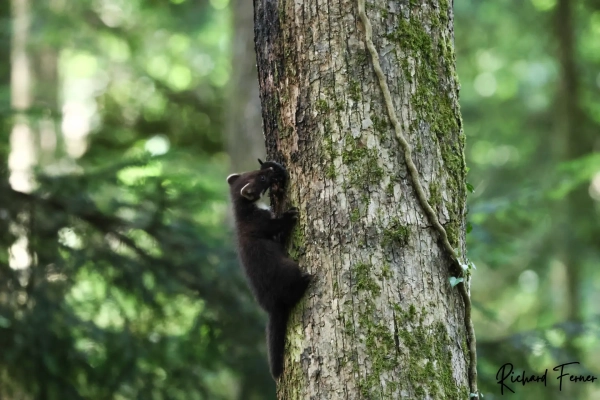 Martre revenant de la chasse avec une taupe pour nourrir ses petits